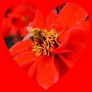 14th Mar 2022 - red dahlia with small bee