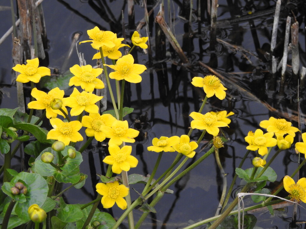 Marsh Marigolds by oldjosh