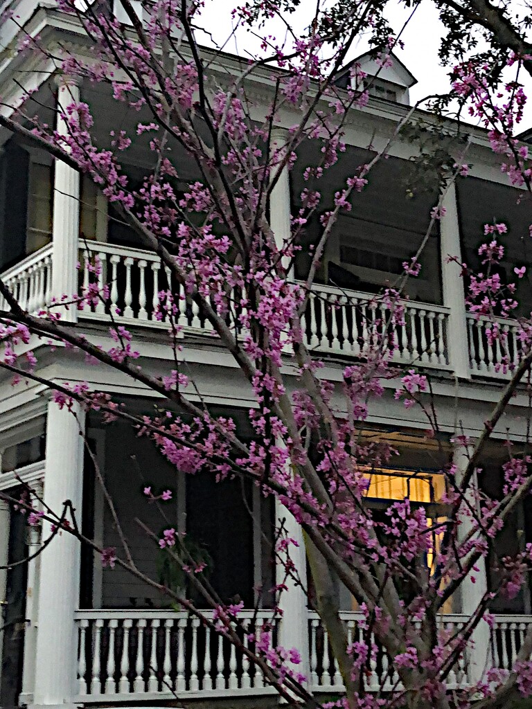 Spring in Old Charleston by congaree