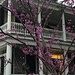 Spring in Old Charleston by congaree