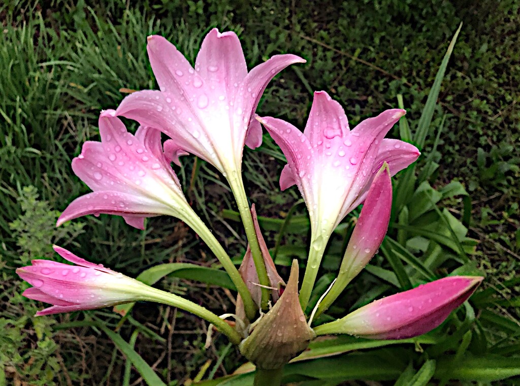 The first lilies fresh with rain drops by congaree