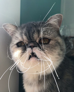 12th Mar 2022 - Whiskers