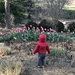 Tiptoe through the tulips by gratitudeyear