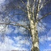 Tree by jab