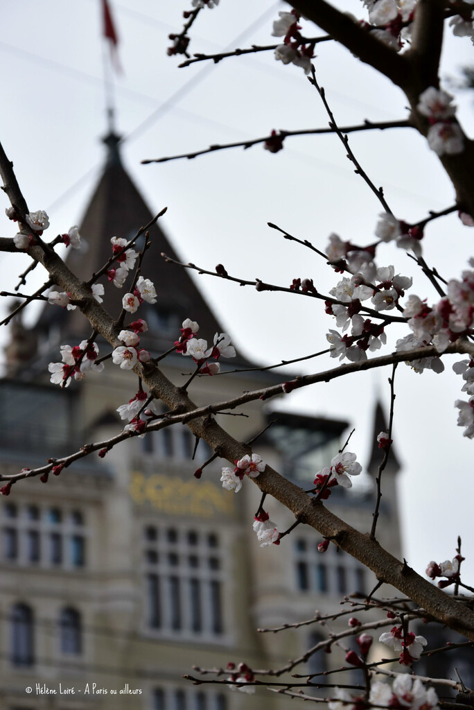 A taste of Spring in Lausanne #2 by parisouailleurs