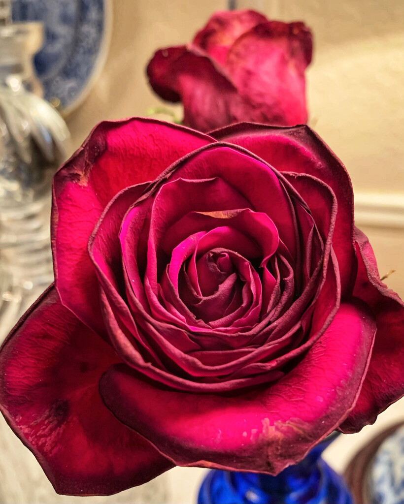 Ten day old Valentine’s roses by louannwarren