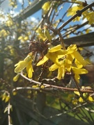 14th Mar 2022 - Spring .sunshine in flower form