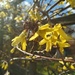 Spring .sunshine in flower form by 365projectorgjoworboys