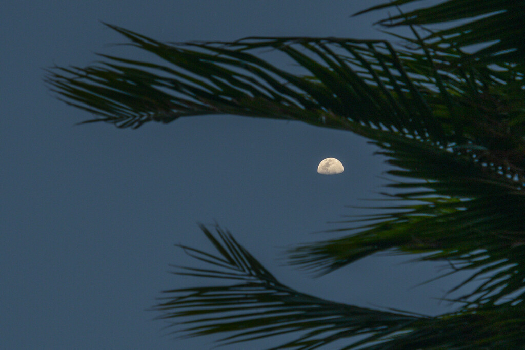 Waxing Tropical Moon by danette