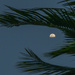 Waxing Tropical Moon by danette