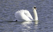 10th Mar 2022 - Lone Swan.