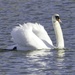 Lone Swan. by tonygig