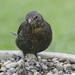 Female Blackbird. by tonygig