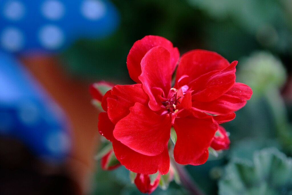geranium red by blueberry1222