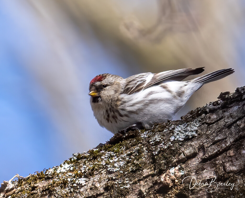 Common Redpoll  by dridsdale