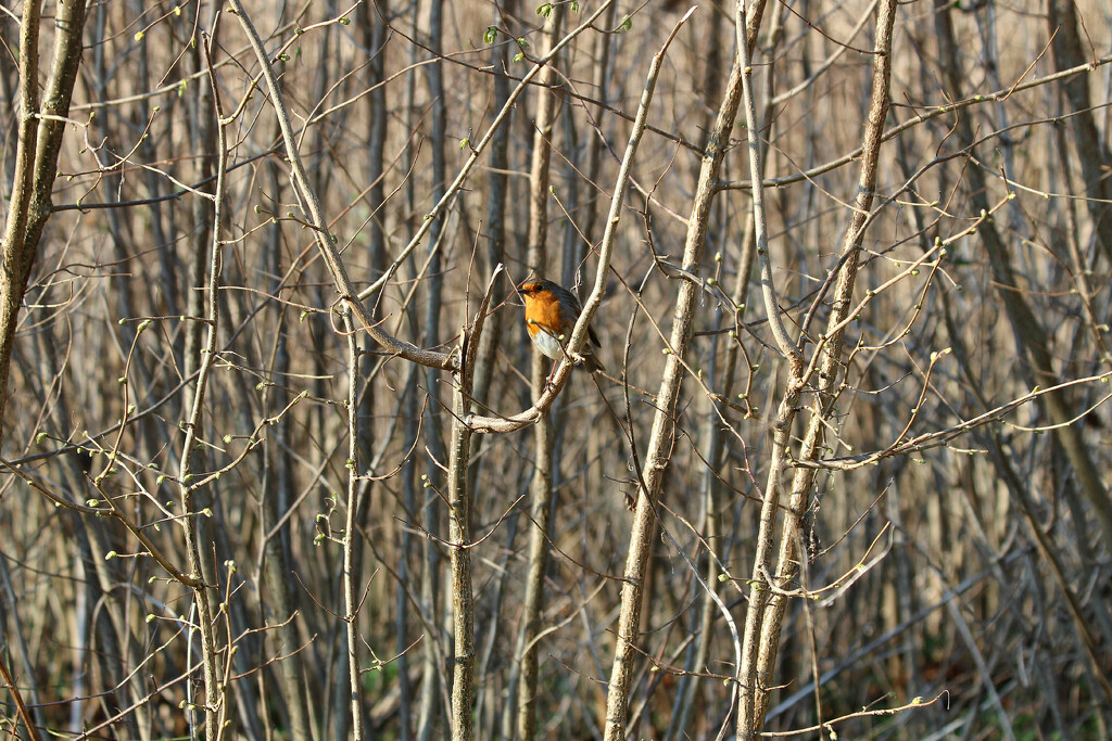Spot The Robin. by wendyfrost