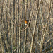 Spot The Robin. by wendyfrost