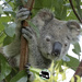 I'm back !!! by koalagardens
