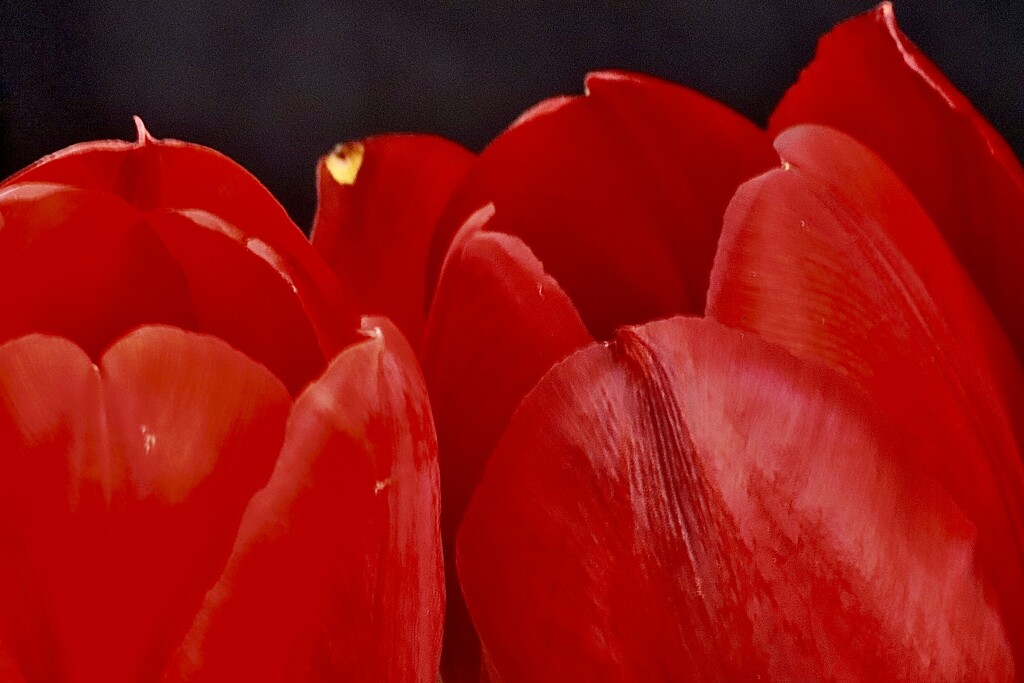 Red Tulips by carole_sandford