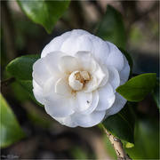 14th Mar 2022 - Camellia