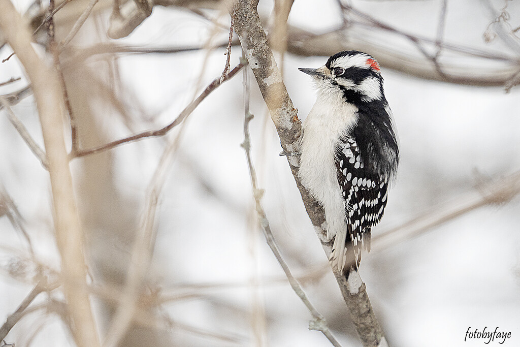 Downy Woodpecker by fayefaye