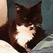Arthur. M Whitebeard. Our lovely tom cat. by grace55