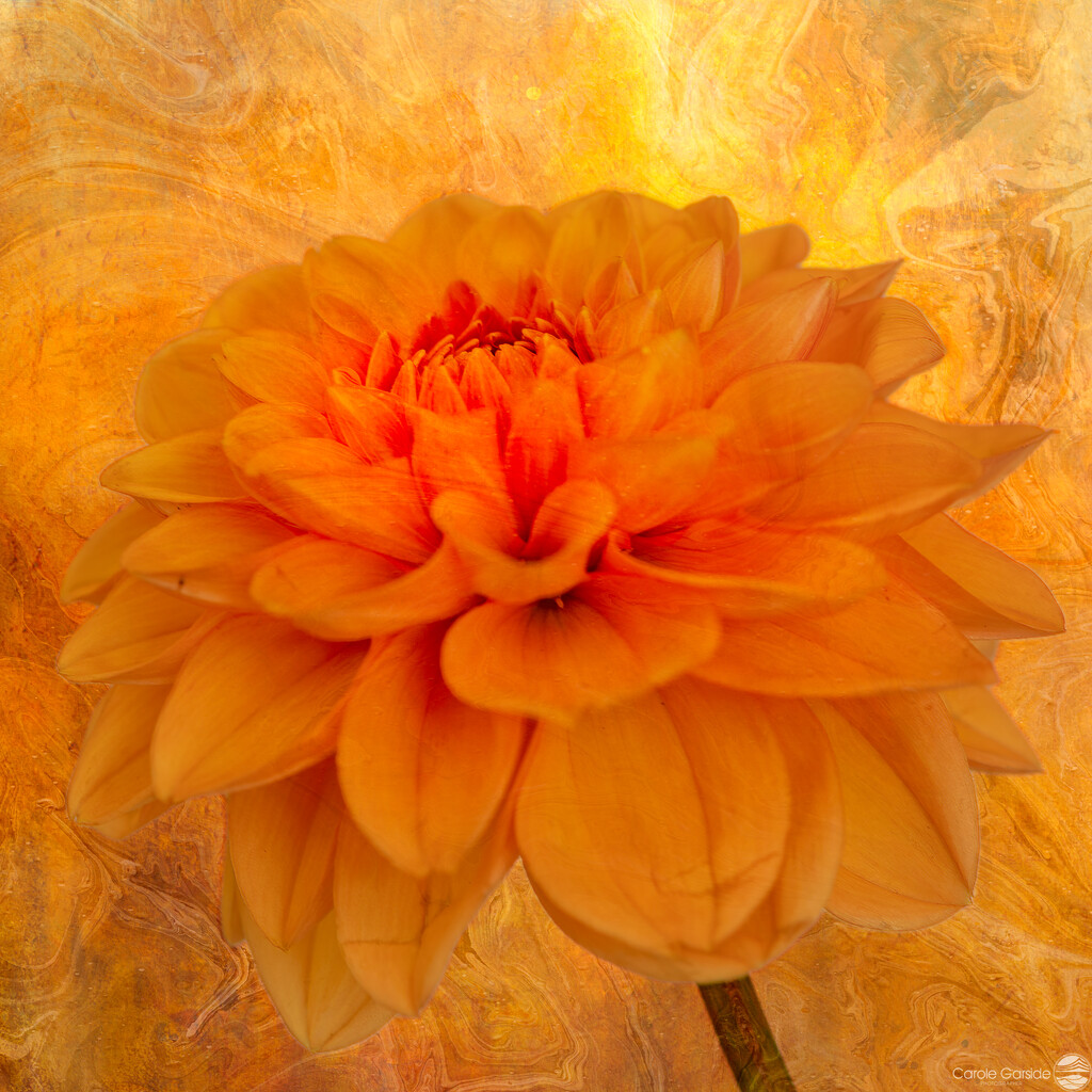 Orange Dahlia  by yorkshirekiwi