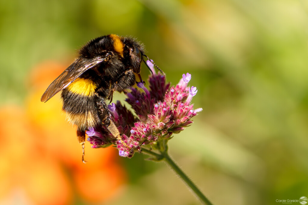 Colourful Bumble bee by yorkshirekiwi