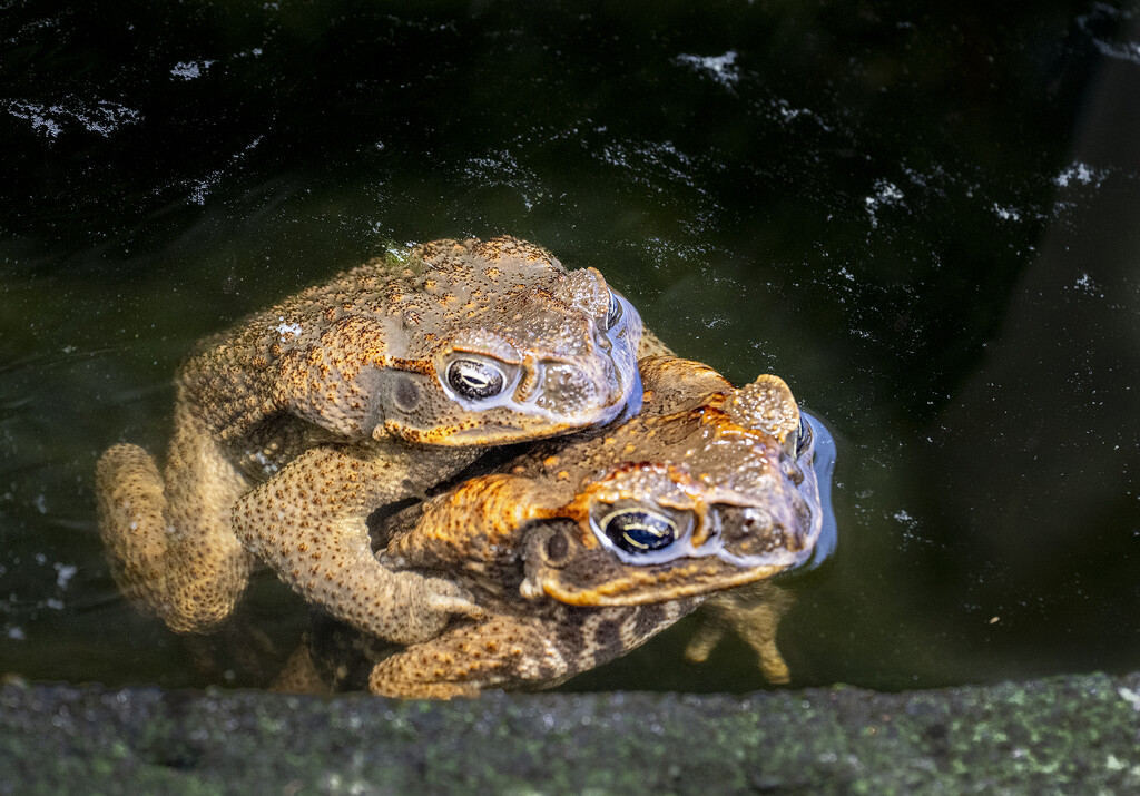 Froggy Went A Courting  by jgpittenger