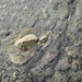 Sea Turtle  by jgpittenger