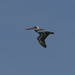 Blue Sky, Brown Pelican by timerskine