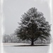 Ann LeFevre Winter 1 by olivetreeann
