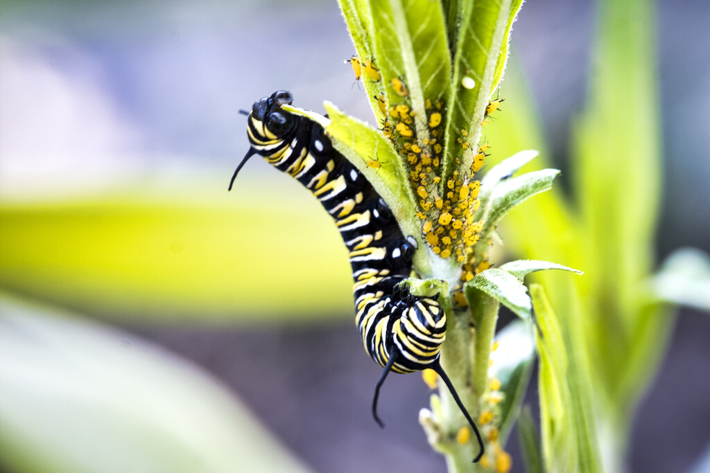 Monarch caterpillar by dkbarnett