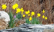 13th Mar 2022 - Daffodils