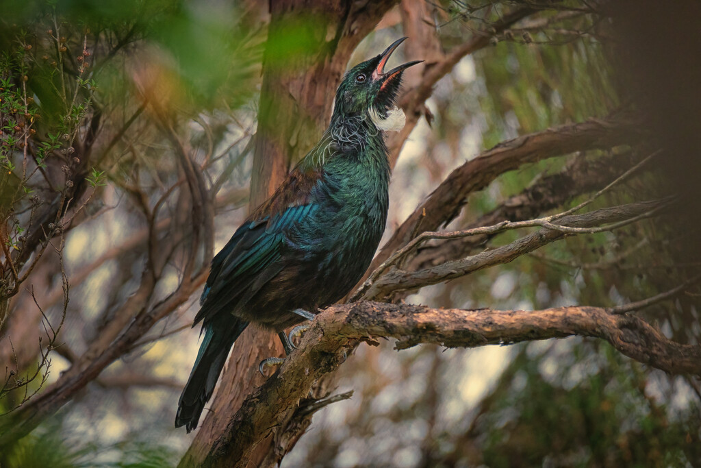 Trilling Tui by helenw2