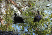 14th Mar 2022 - Reflections: ducks in the pond