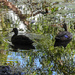 Reflections: ducks in the pond by jeneurell