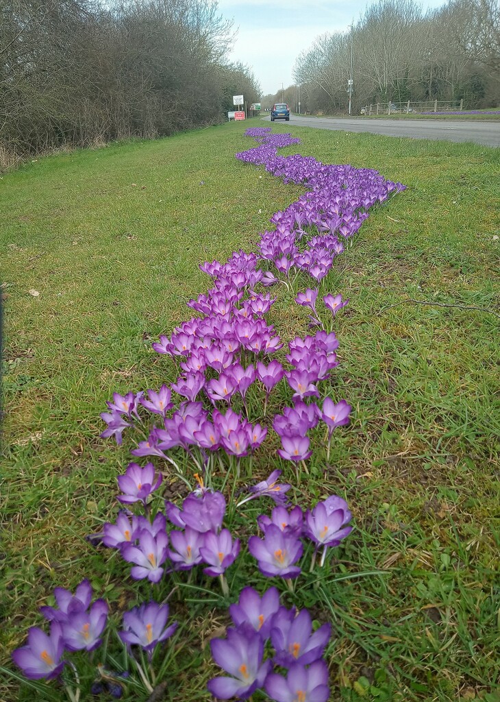 Spring.. A ribbon of crocuses by 365projectorgjoworboys