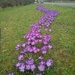 Spring.. A ribbon of crocuses by 365projectorgjoworboys