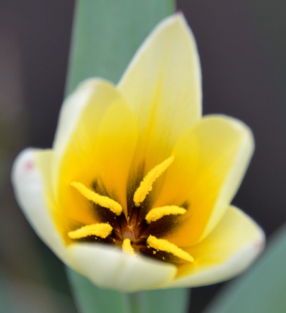 Tulip by arkensiel