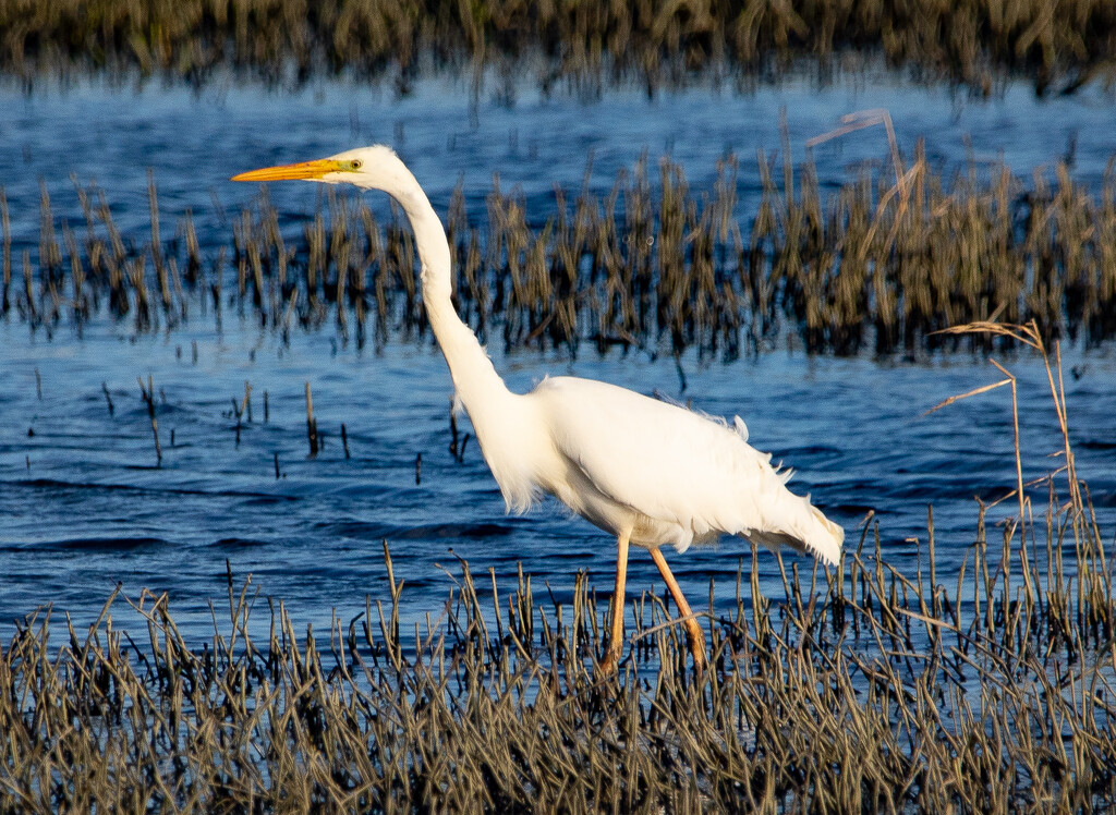 Great White Egret by lifeat60degrees