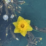 15th Mar 2022 - A flower afloat