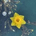 A flower afloat by bill_gk