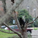 March 10 Ferrell Cat on the prowl IMG_5751 by georgegailmcdowellcom