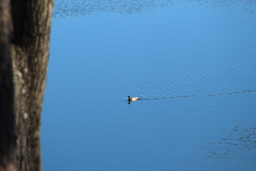 March 13 Mallard on big pond. IMG_5763 by georgegailmcdowellcom