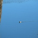 March 13 Mallard on big pond. IMG_5763 by georgegailmcdowellcom