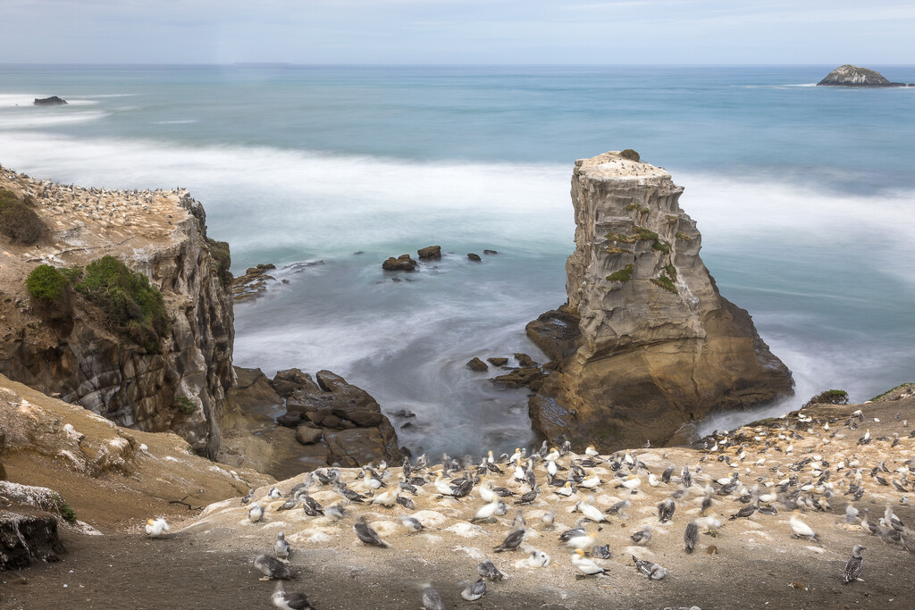 Looking over the Gannet Colony  by creative_shots