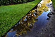 16th Mar 2022 - Reflection In The Puddles ~  