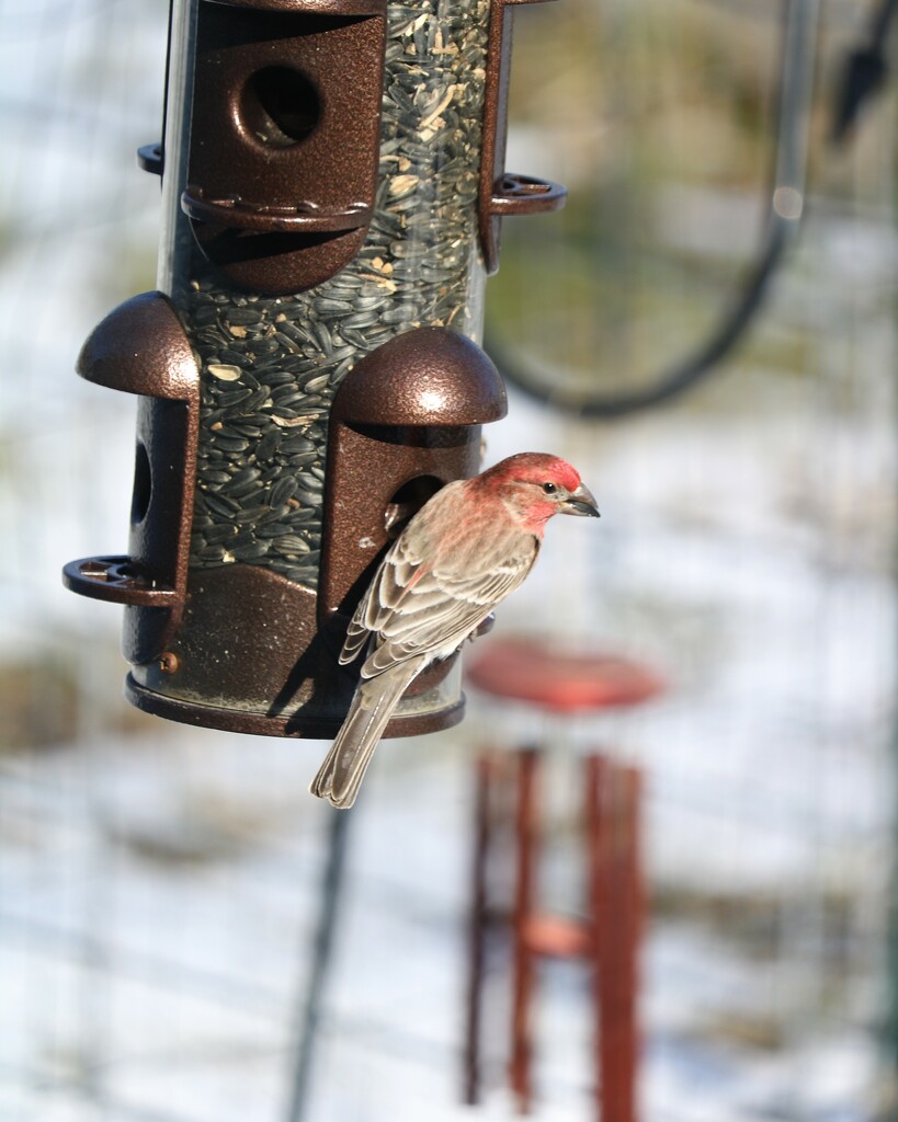 March 14: House Finch by daisymiller