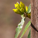 Wild jasmine buds... by marlboromaam